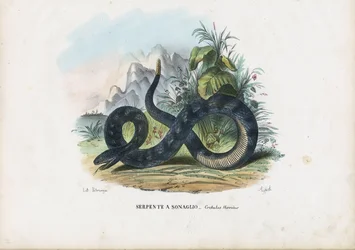 Holzklapperschlange, 1863-79